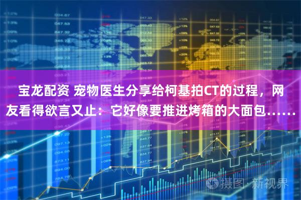 宝龙配资 宠物医生分享给柯基拍CT的过程，网友看得欲言又止：它好像要推进烤箱的大面包……