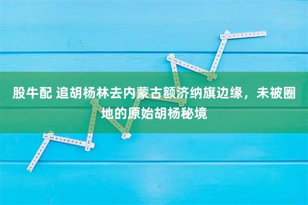 股牛配 追胡杨林去内蒙古额济纳旗边缘，未被圈地的原始胡杨秘境